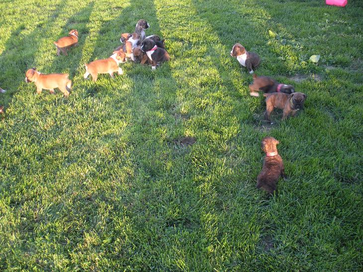 Jades Boxers - for sale in pa boxer puppies outside playtime!