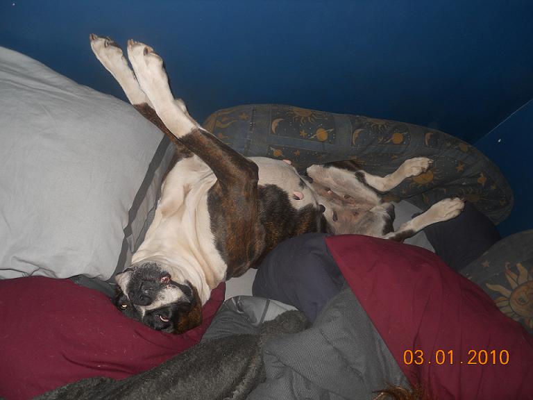 Silly Nikita our Flashy Reverse Brindle Female Boxer getting comfy in our bed