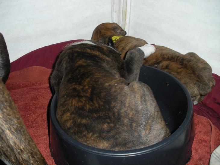 our Large Reverse Brindle Male Boxer puppy taking a nap in favorite place
