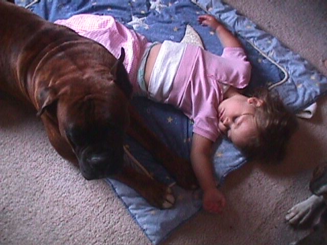 Sabian, 99lb. Male Boxer with our daughter Azreal taking a nap