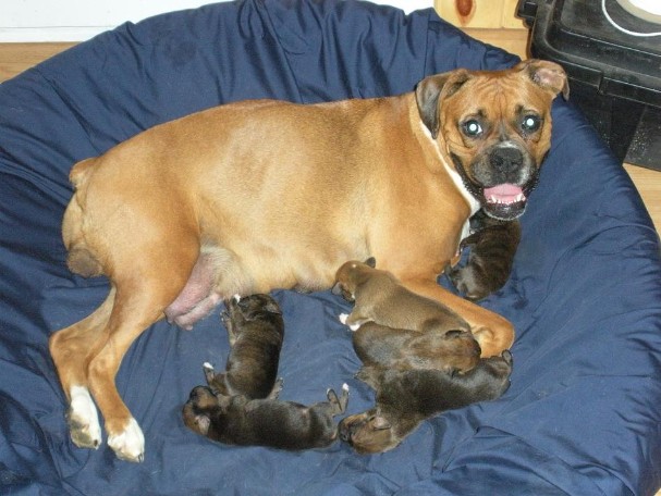 Jades Boxers, Madison with her pure bred Boxer puppies