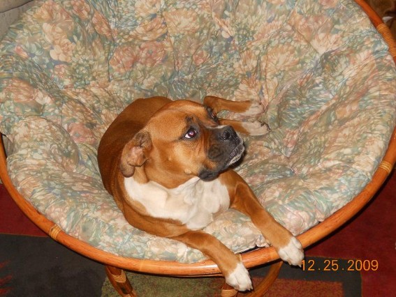 Madison, Mother of our April 2012 litter of boxer puppies for sale in PA